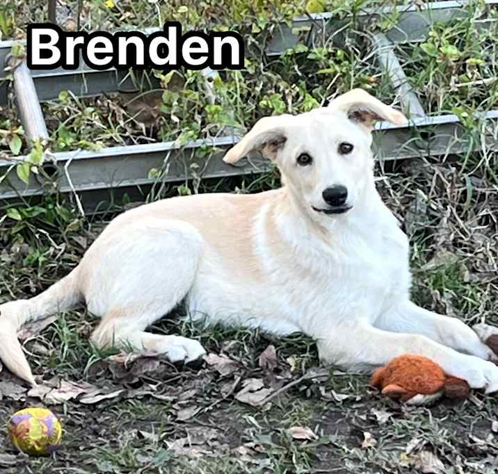 Photo of BoBo (Brenden)