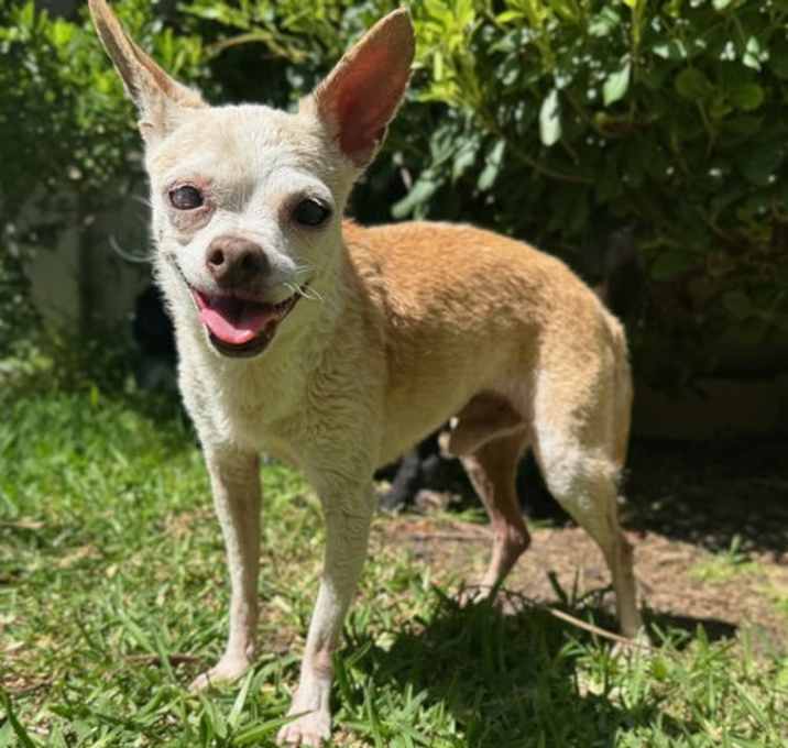 Photo of Bartok