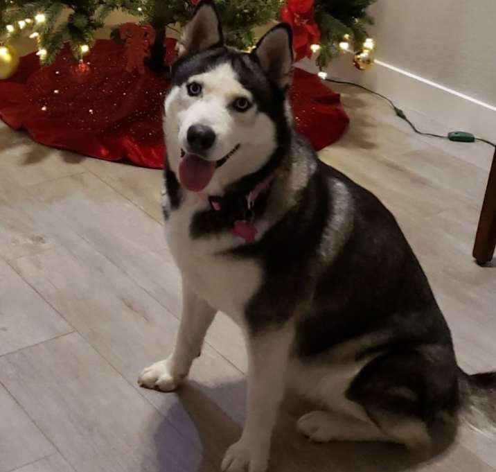 Photo of Nala