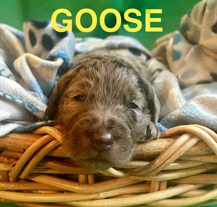 Photo of Goose