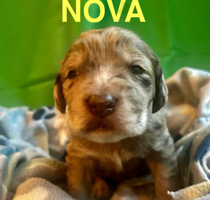 Photo of Nova