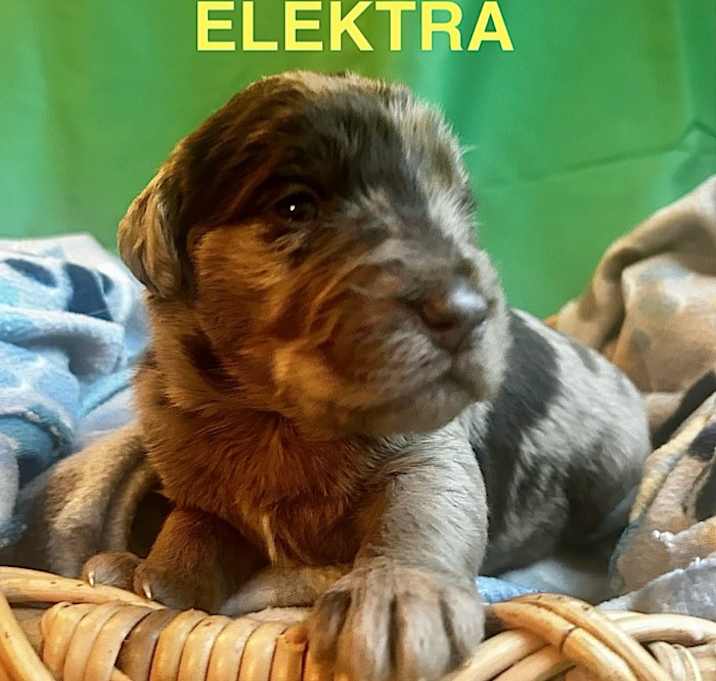 Photo of Elektra