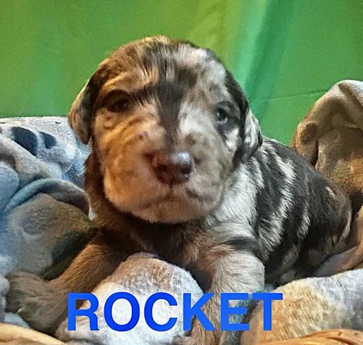 Photo of Rocket