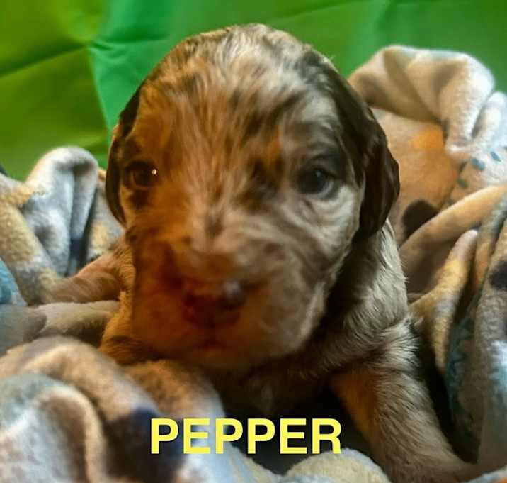 Photo of Pepper