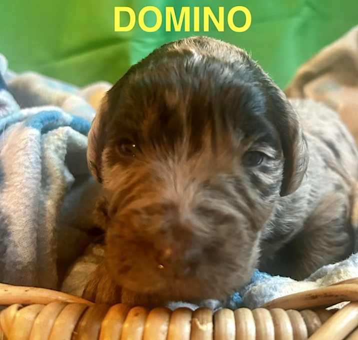 Photo of Domino