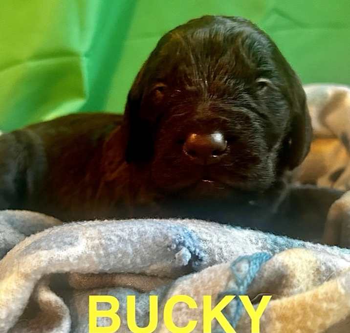 Photo of Bucky