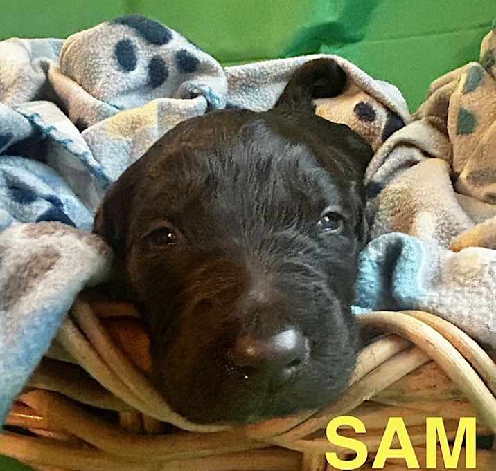 Photo of Sam