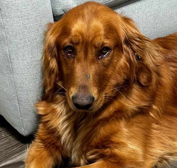 Photo of Luna
