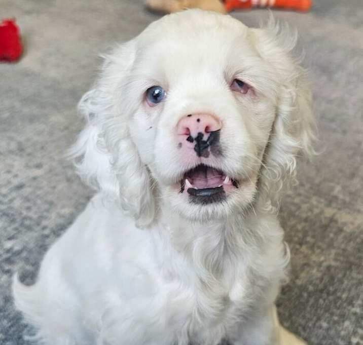 Photo of Milo