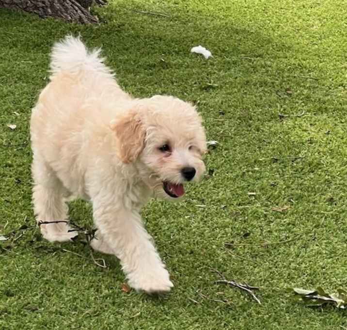 Photo of Enzo