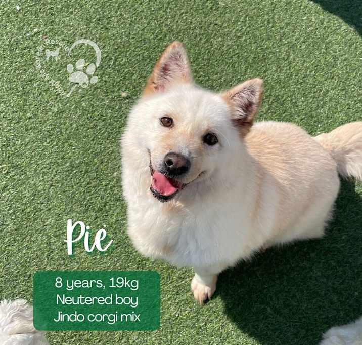Photo of Pie