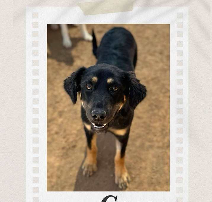 Photo of Cocoa