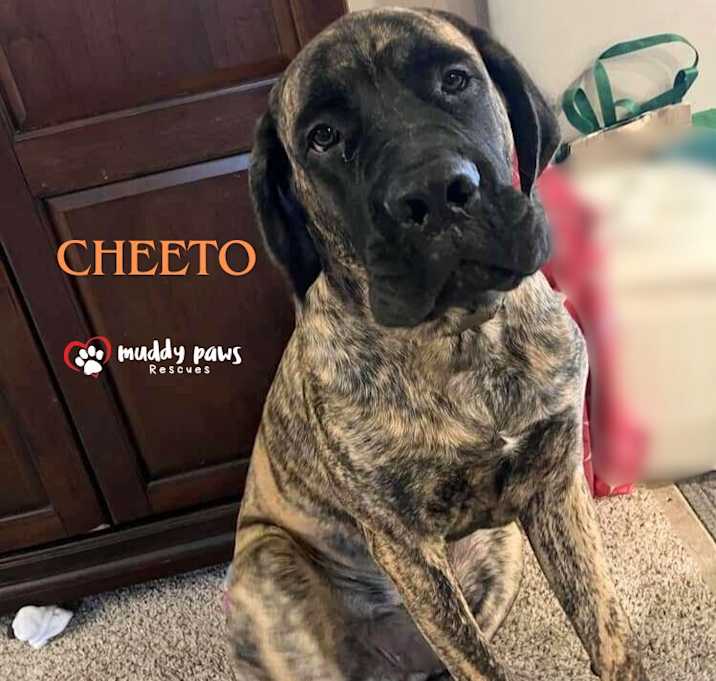 Photo of Cheeto (Courtesy Post)