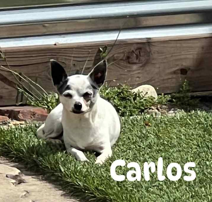 Photo of Carlos