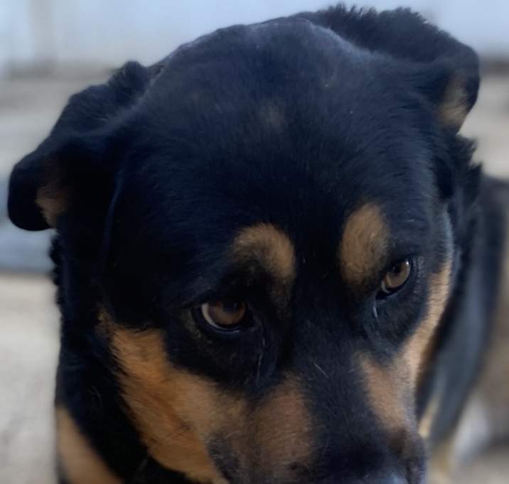 Photo of Barkley