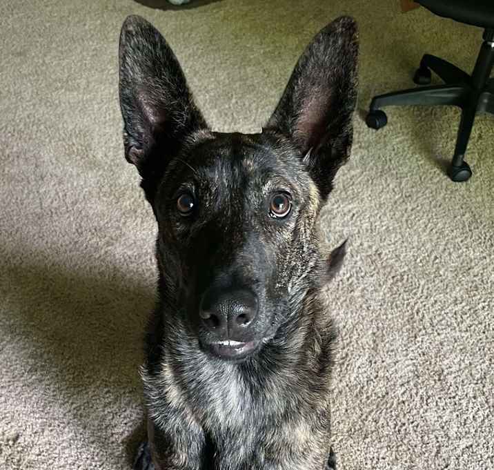 Photo of Milo - Located in OR