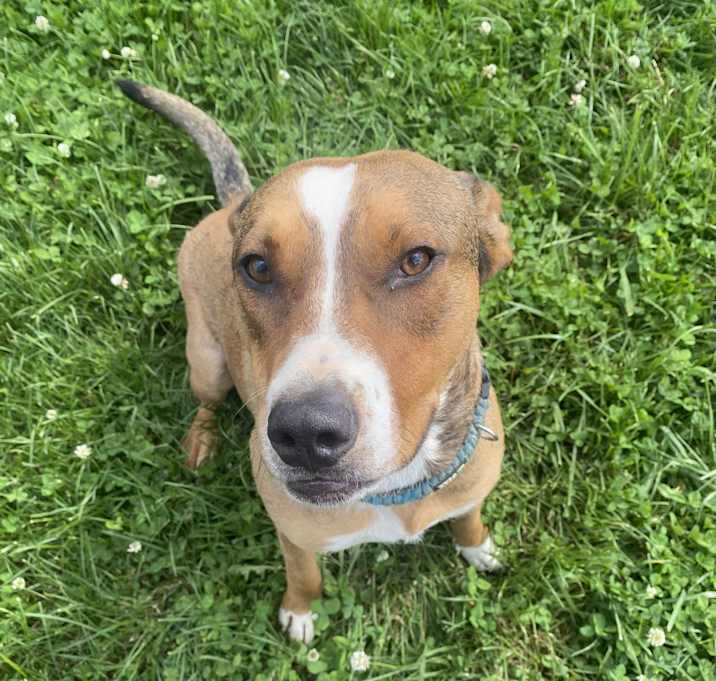 Photo of Whiskey