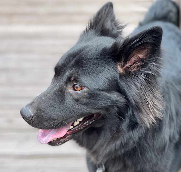 Photo of Bear