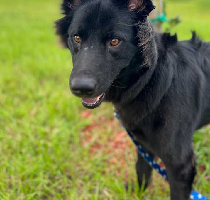 Photo of Bear