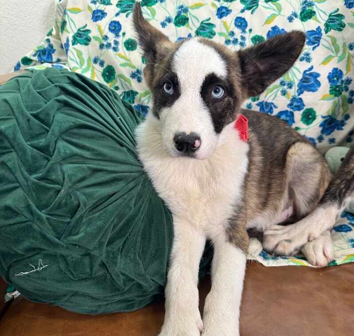 Photo of Sadie May Cutie