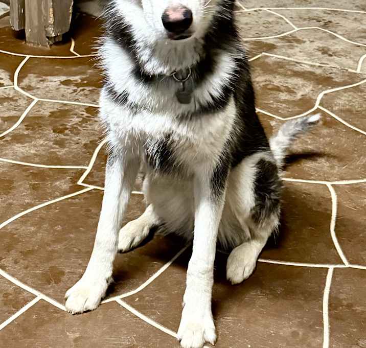 Photo of Sparky