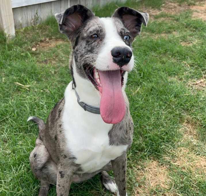 Photo of Dixie