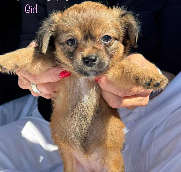 Photo of PUPPIES MALE&FEMALE
