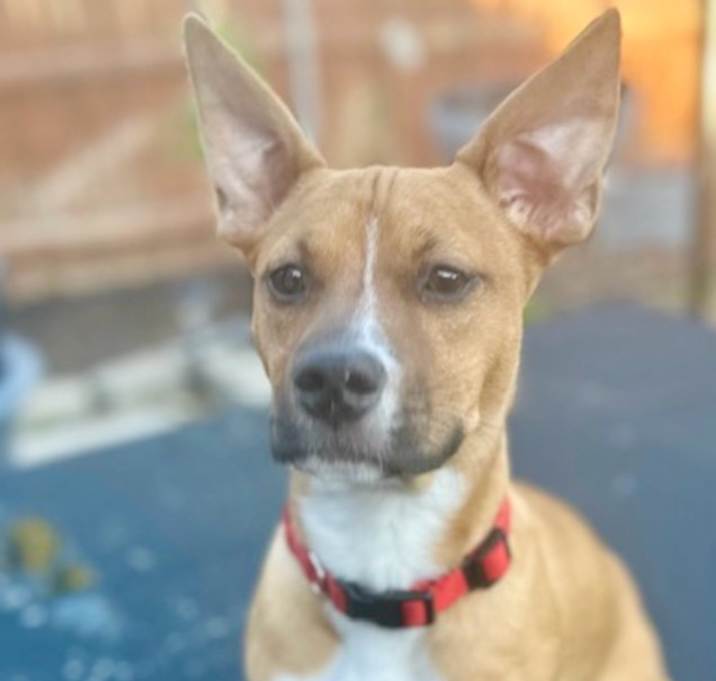 Photo of Huey