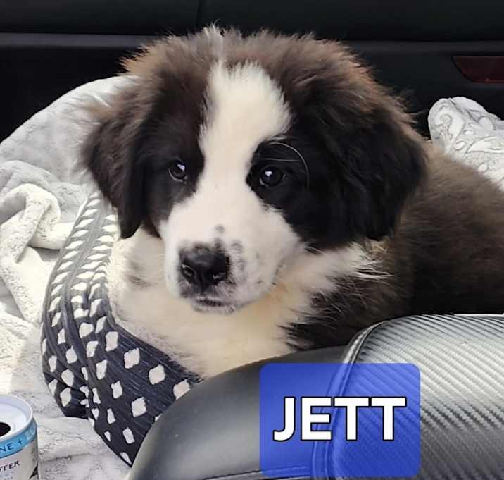 Photo of Jett
