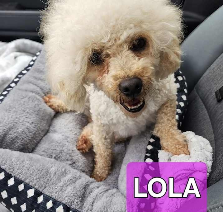 Photo of Lola