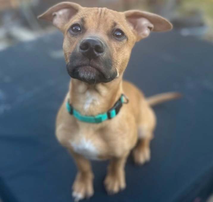 Photo of Louie