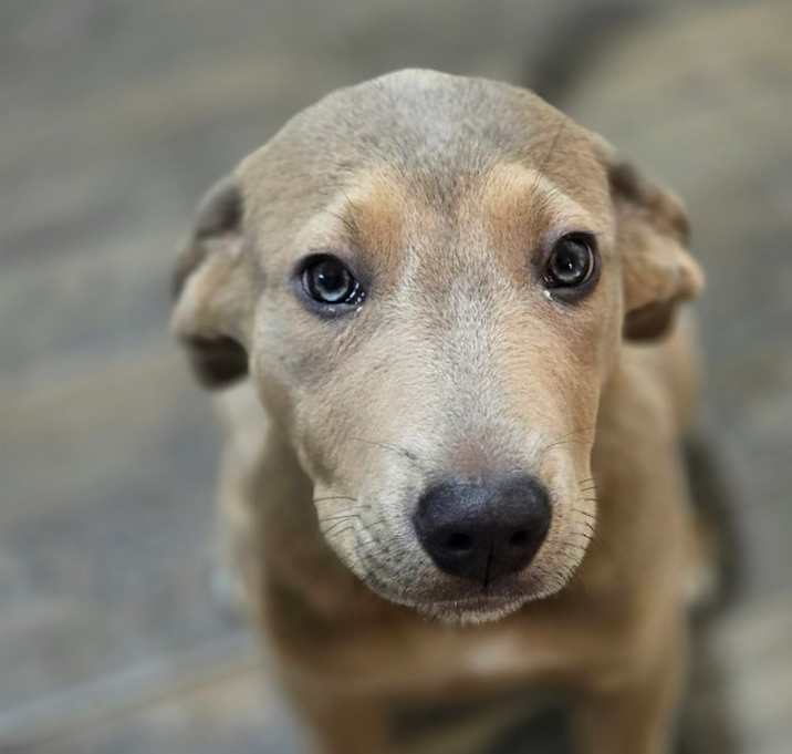Photo of Buttercup