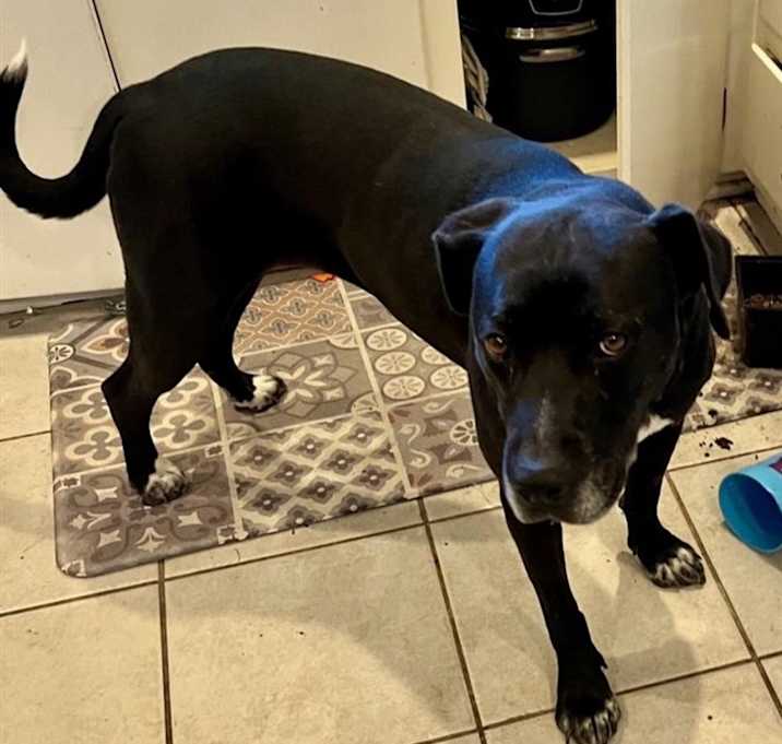 Photo of Cookie