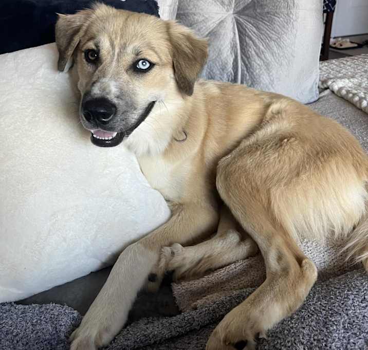 Photo of Sadie