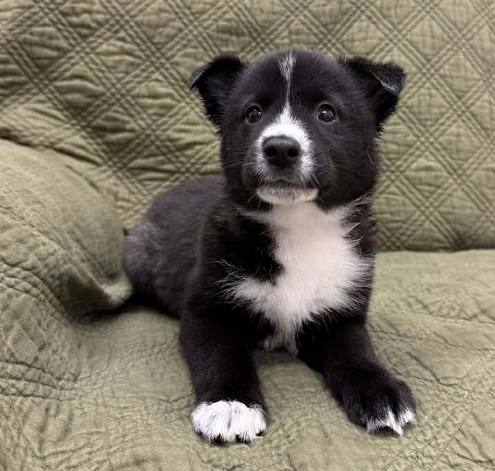 Photo of Bear