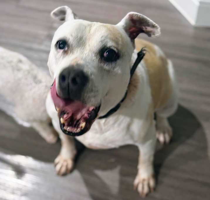 Photo of Pirate
