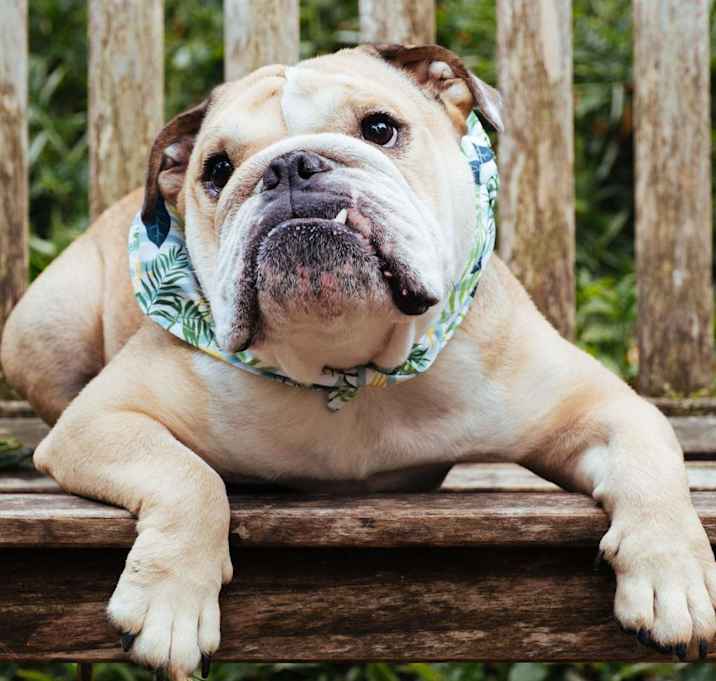 Photo of Chunk