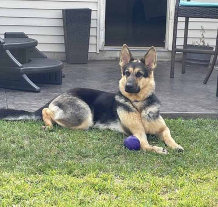Photo of Nala
