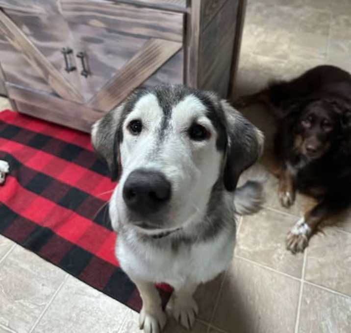Photo of Dixie
