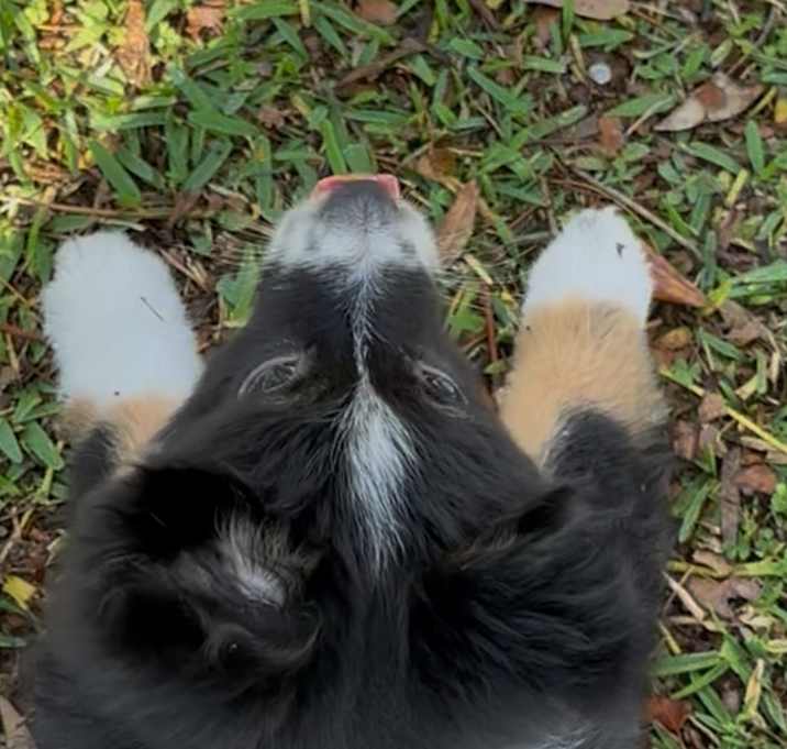 Photo of Pepper