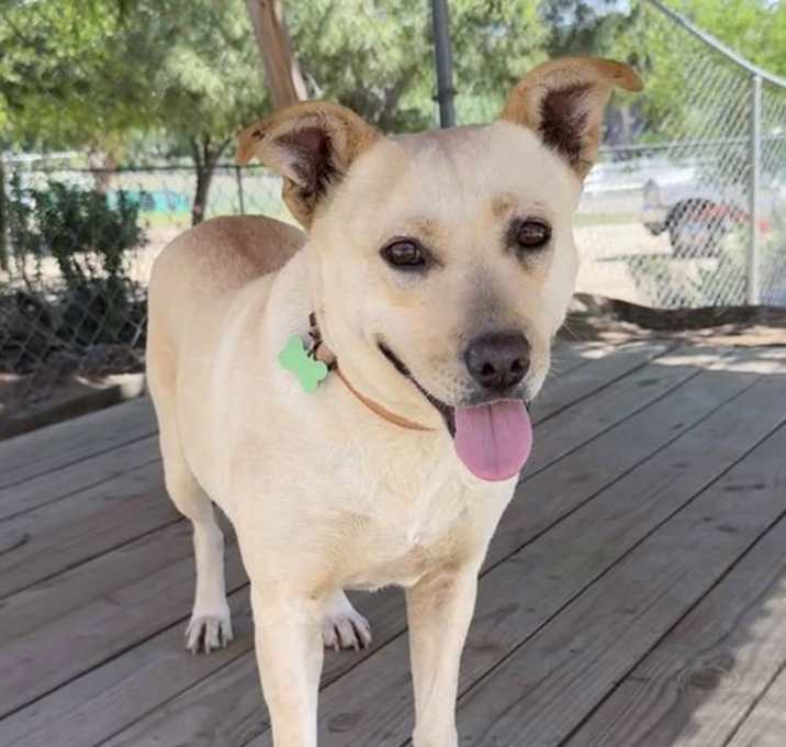 Photo of Gussie