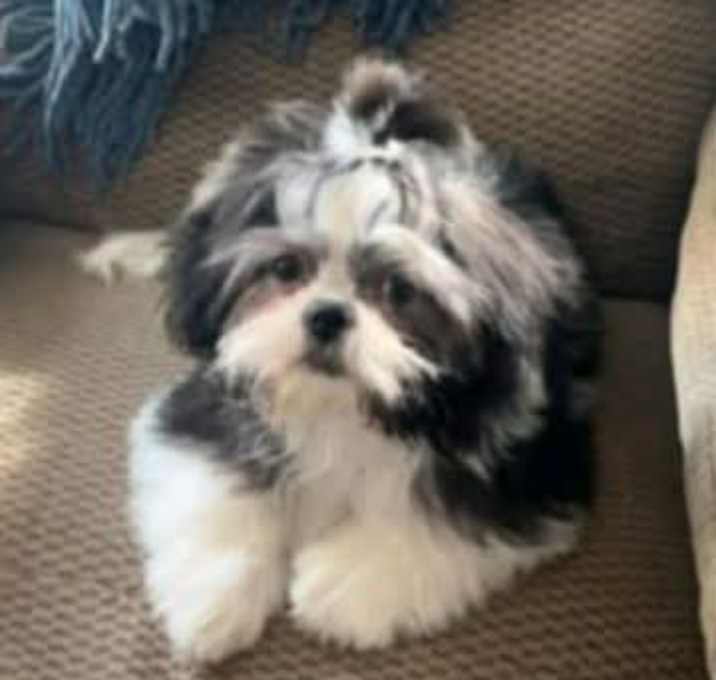 Photo of Sparkey
