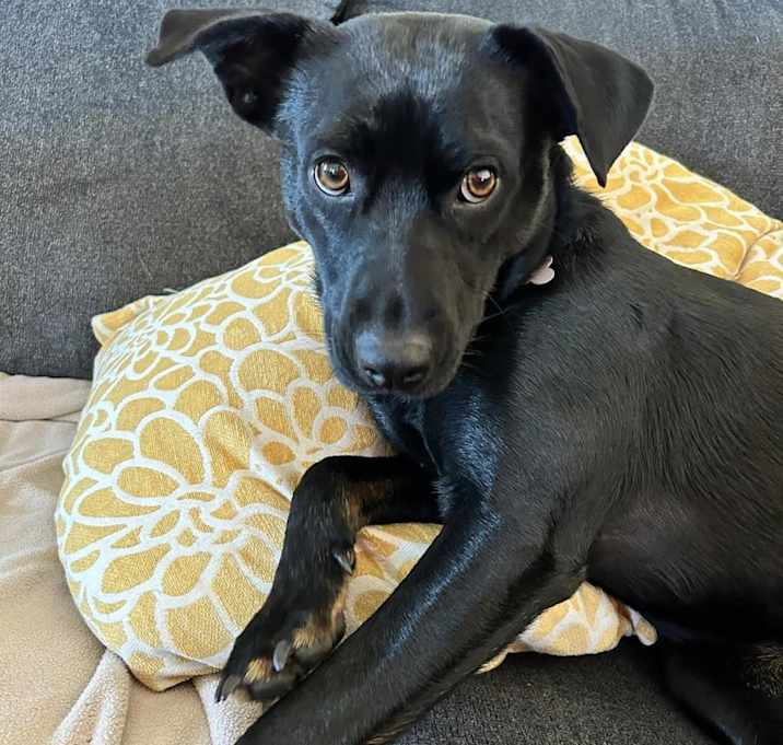 Photo of Shadow