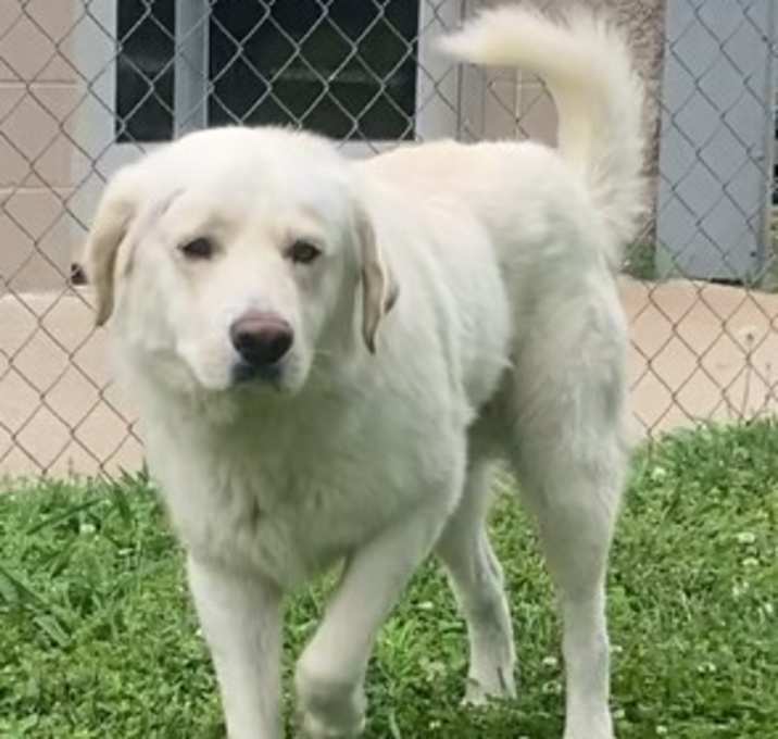 Photo of Hickory