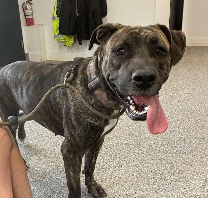 Photo of Lyric (stray / abandoned) 