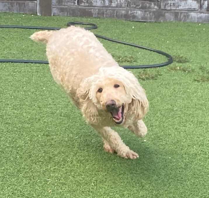 Photo of Ruby 8591