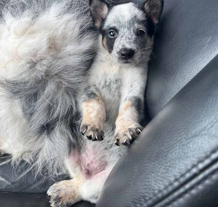 Photo of Colt