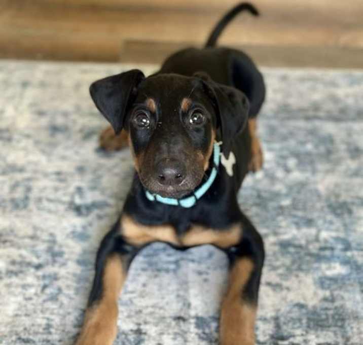Photo of * Tuxedo - ADOPTED