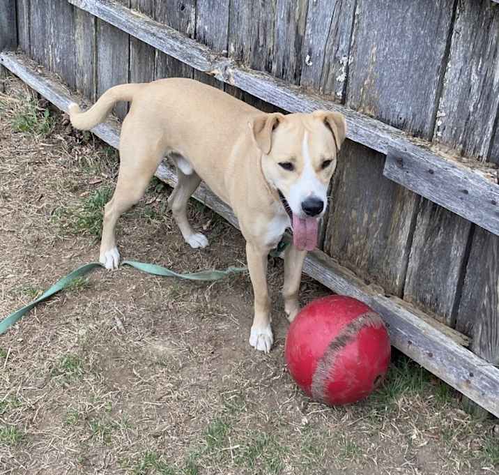 Photo of Milo