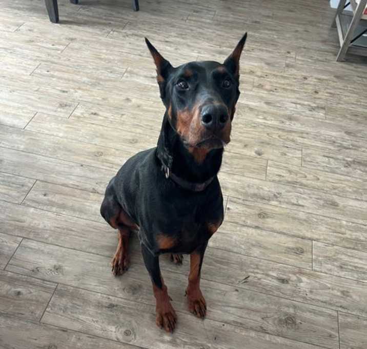 Photo of Loki